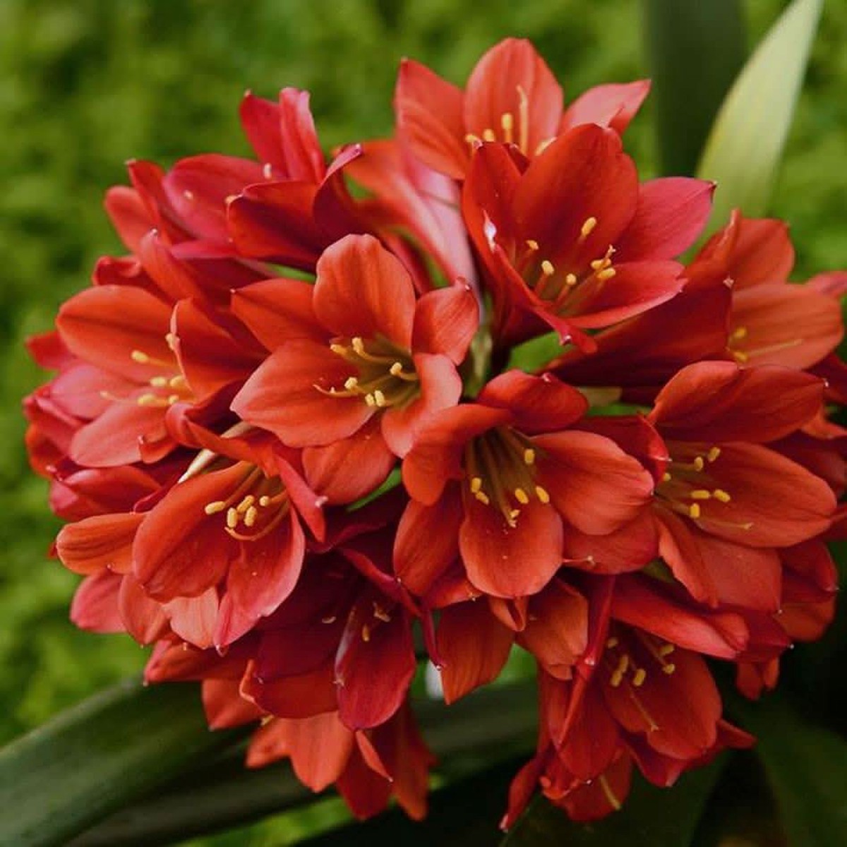 Klivia Clivia miniata Bush Lily Flower Seeds for Planting in Indoor Pots