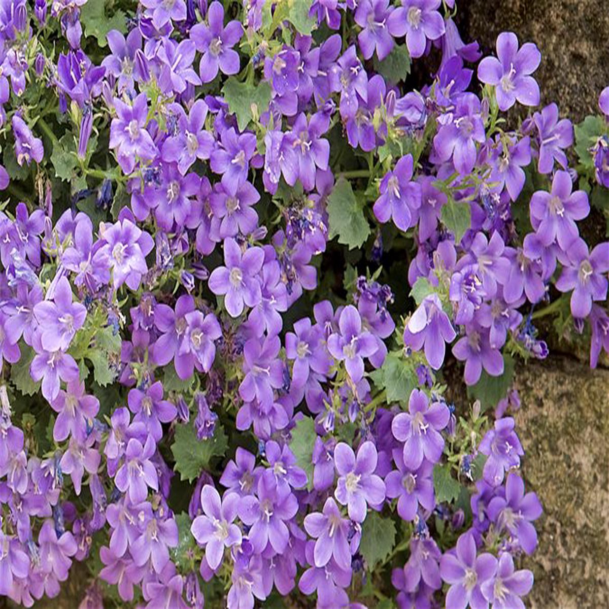 Light Purple Mini Violet Flower Seeds for Planting Heirloom, Non-GMO, High Germination Organic Garden Seeds