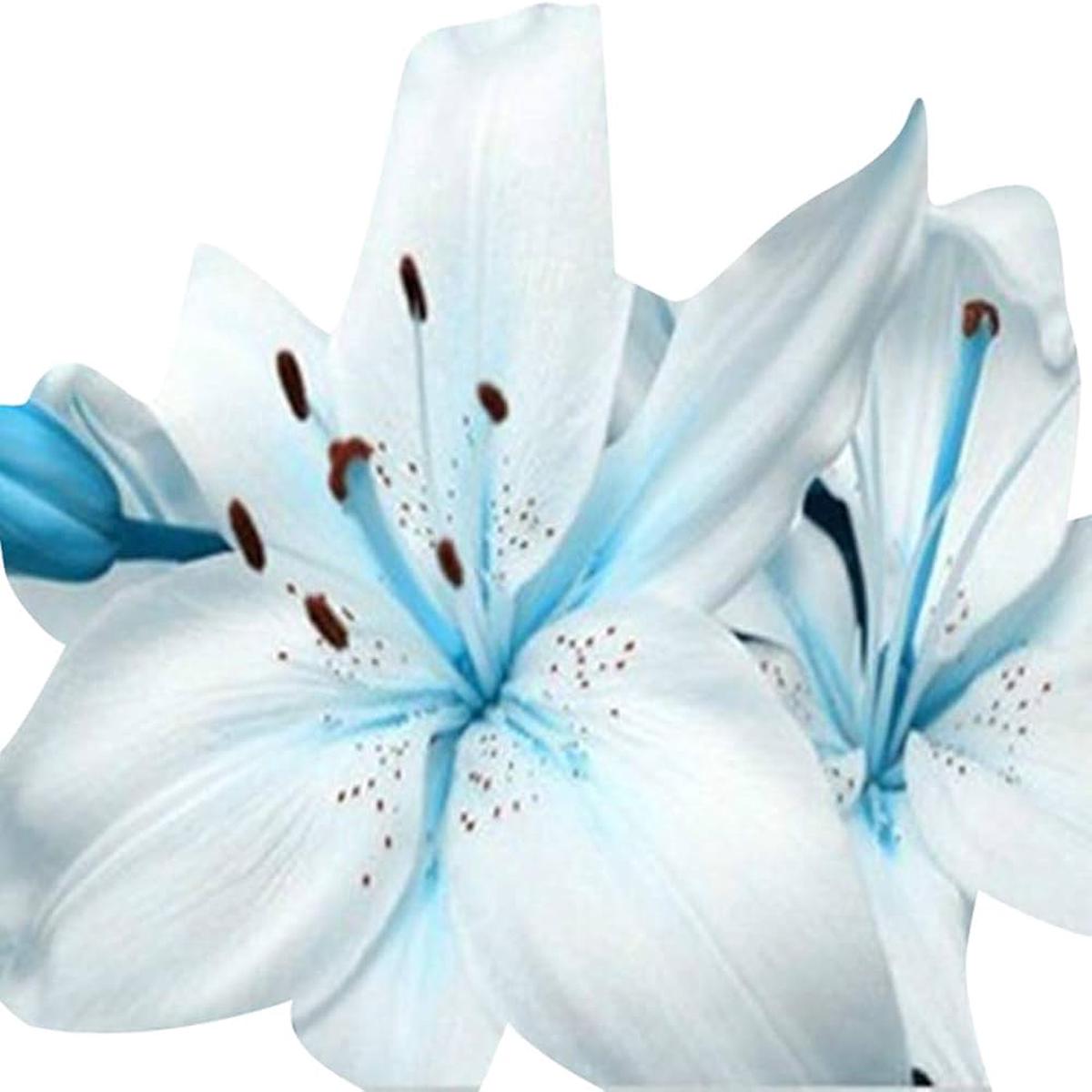 Lily Nymphaea Caerulea Blue Heart Flower Seeds for Planting Perfect for Water Gardens and Backyard Ponds