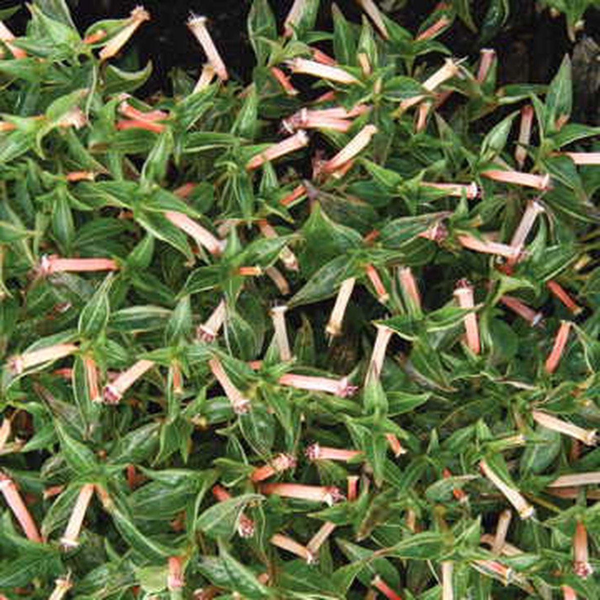 Matchmaker Pink Cuphea Seeds | Compact Pink Cuphea for Pollinator Gardens Heirloom, Non-GMO, High Germination Organic Garden Seeds