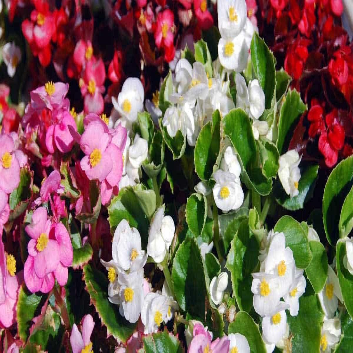 Mixed Begonia Flower seeds for Planting - Long Bloom Season, Heirloom & GMO Free Seeds for Home Garden