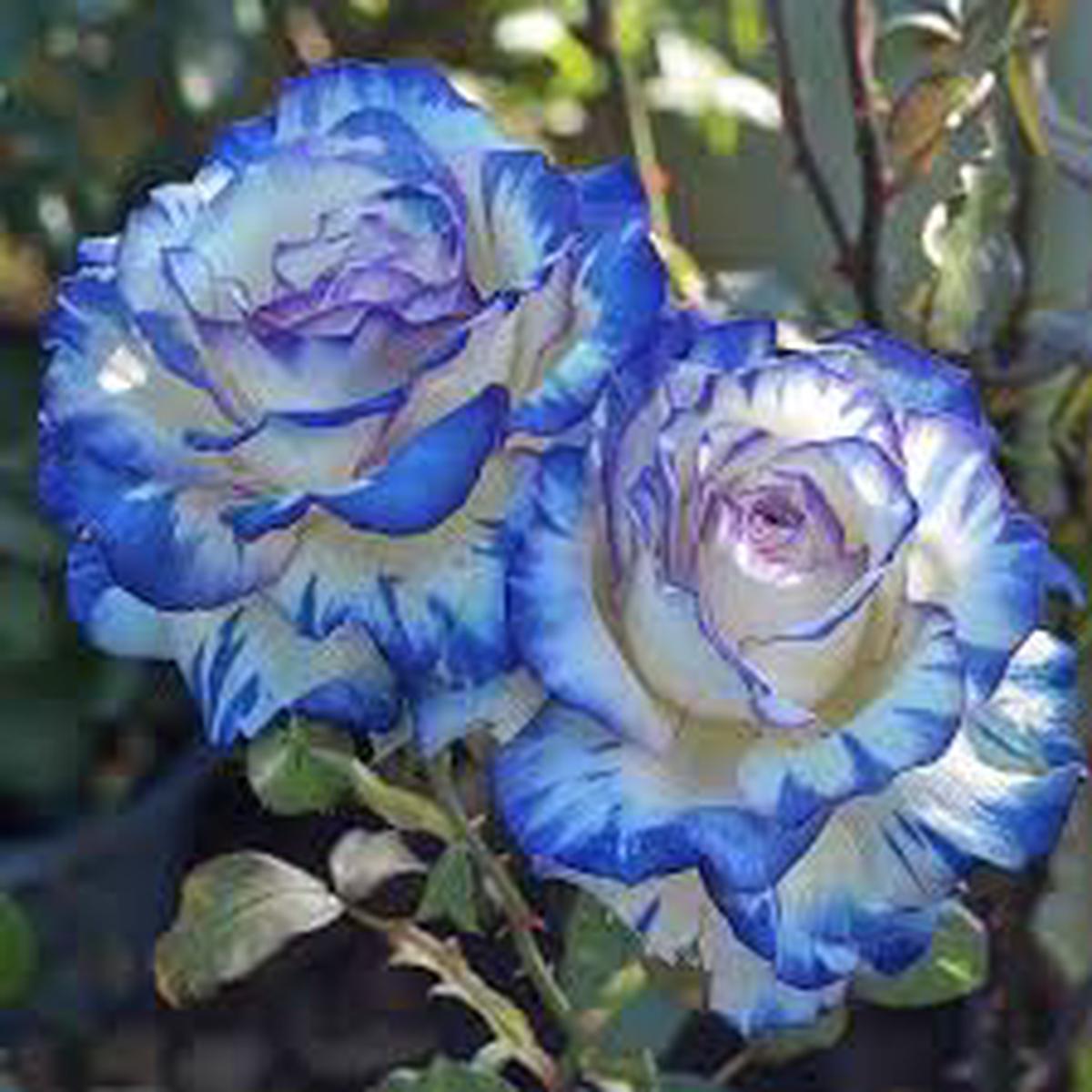 Mixed Rose Petals Rosa Spp For Planting Flower Bed Vegetable Patch Flower Seeds for Home Garden