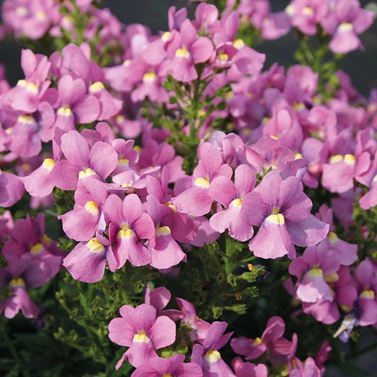 Organic Heirloom Nemesia Flower Seeds for Planting Pink Poetry Blooms, Non-GMO High Germination Organic Garden Seeds