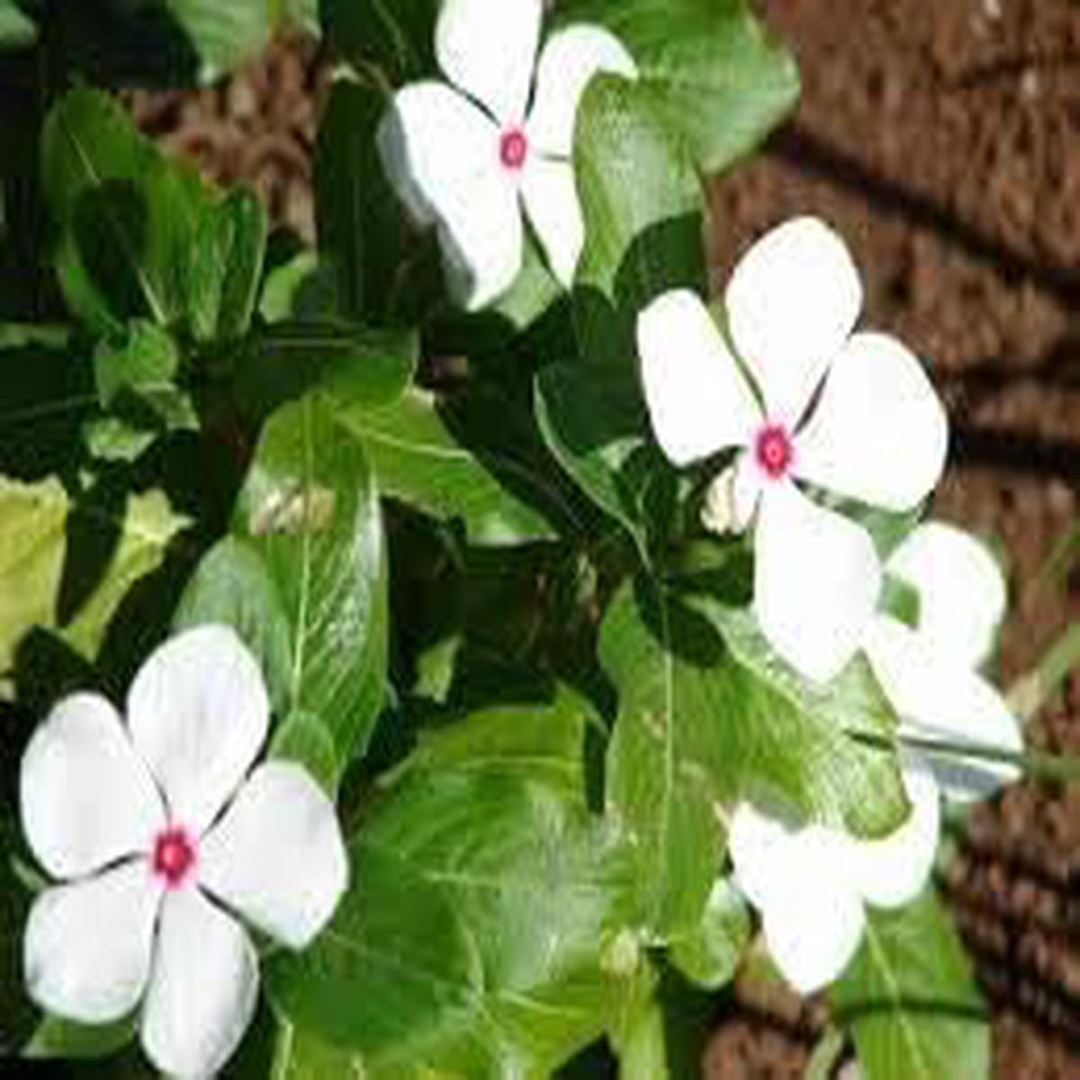 Organic White Catharanthus Flower Seeds for Planting Heirloom, Non-GMO