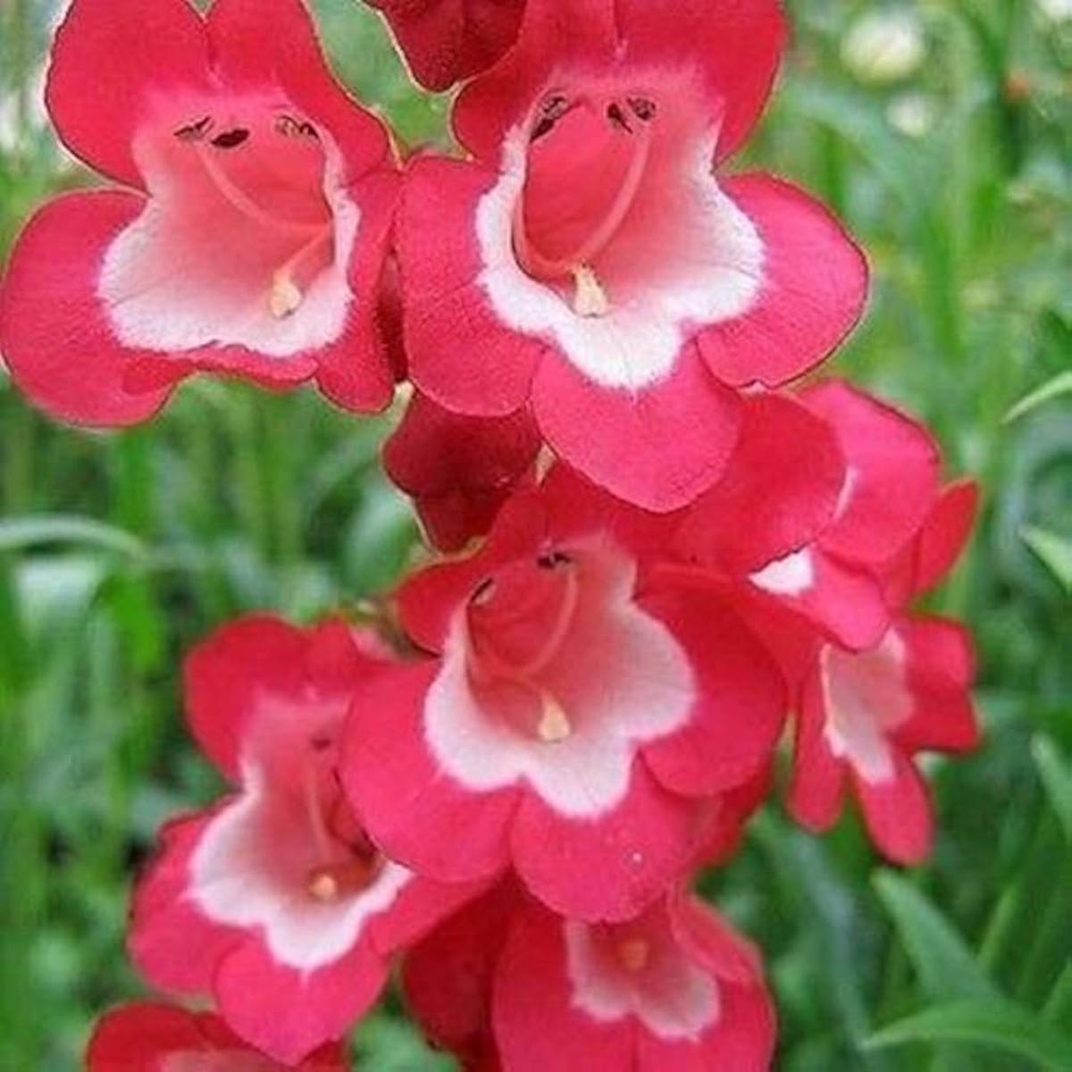 Penstemon Hartwegii Scarlet Seeds Bright Red Blooms for Pollinator Gardens