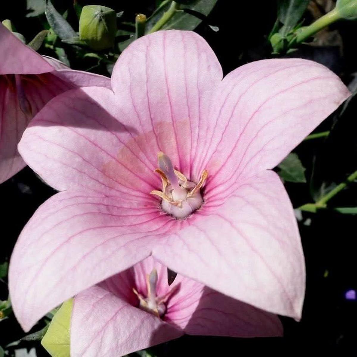 Pink Astra Balloon Flower Rare Perennial For Home Garden Flower Seeds for Home Garden Planting,