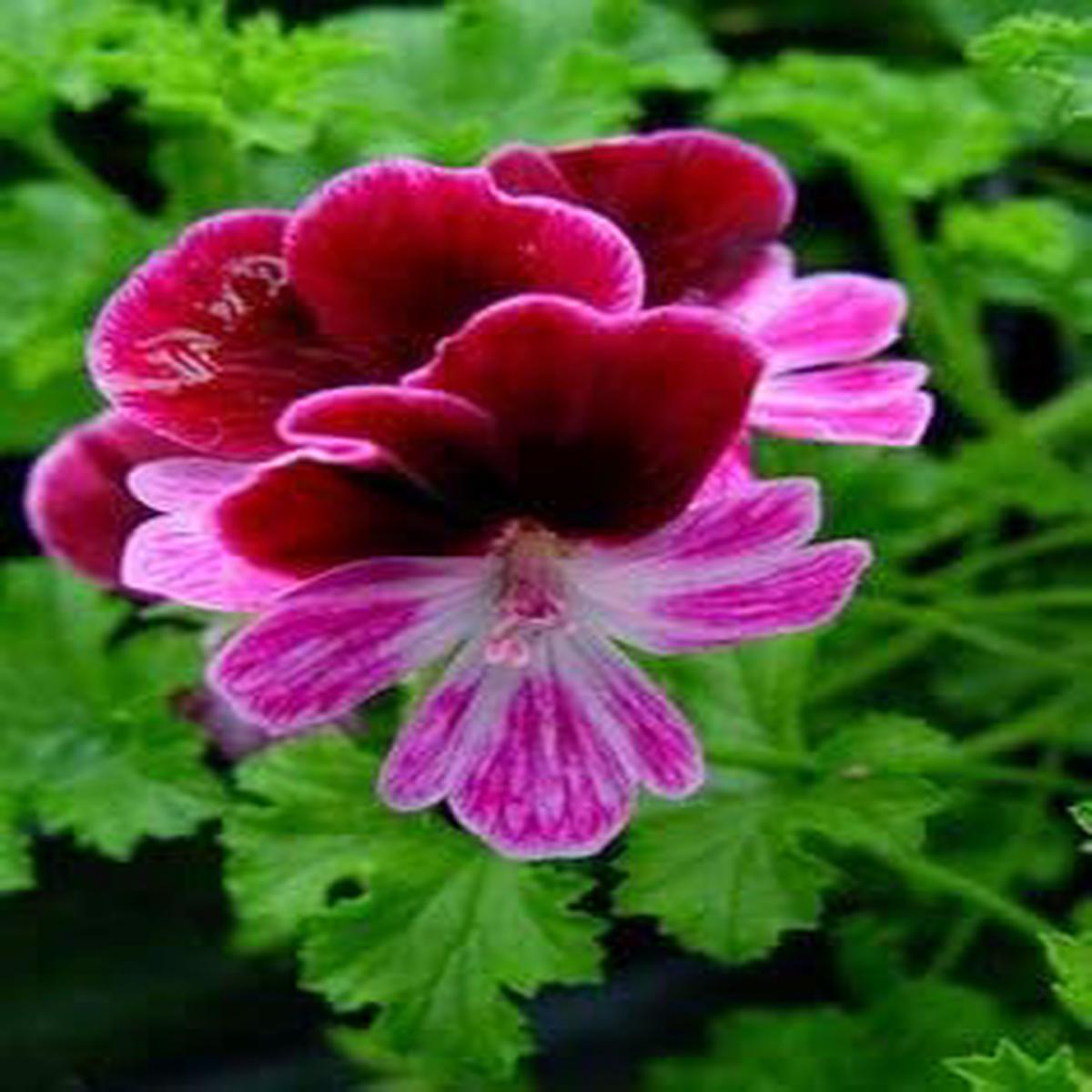 Pink Burgundy Geranium Flower Seeds for Planting Heirloom, Non-GMO, High Germination Organic Garden Seeds