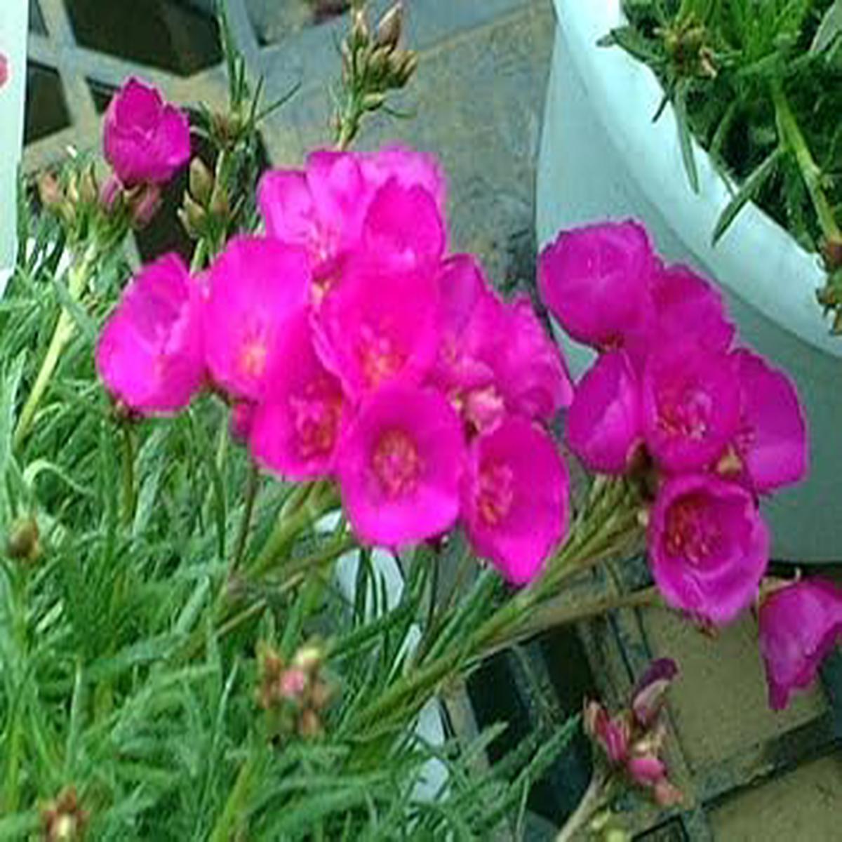 Pink Calandrinia Umbellata Flower seeds for Planting Cut Flower Favorite Heirloom & GMO Free Seeds for Home Garden
