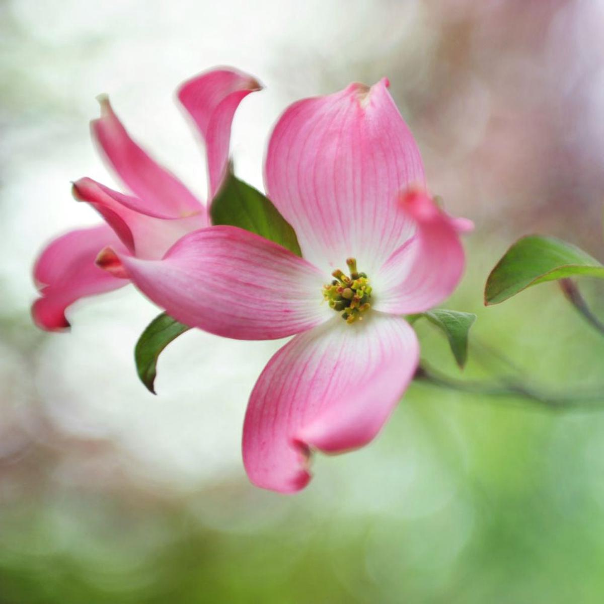 Pink Dogwood Flower Seeds for Planting Heirloom, Non-GMO, Easy to Grow, Perennial