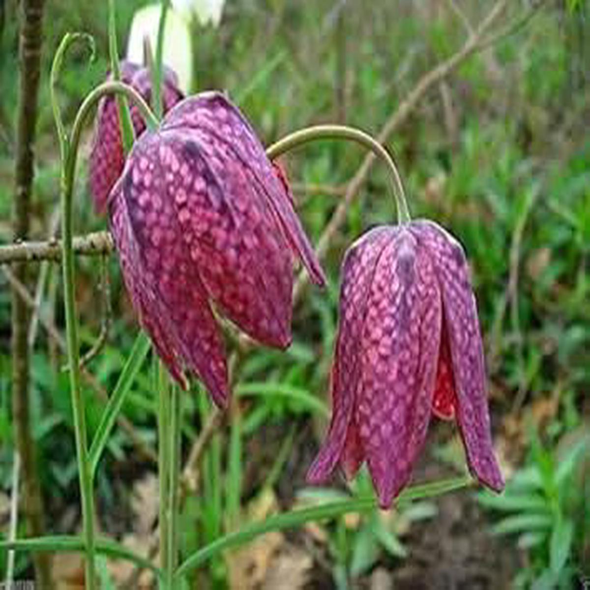 Pink Fritillaria Flower Seeds for Planting NON GMO Seeds