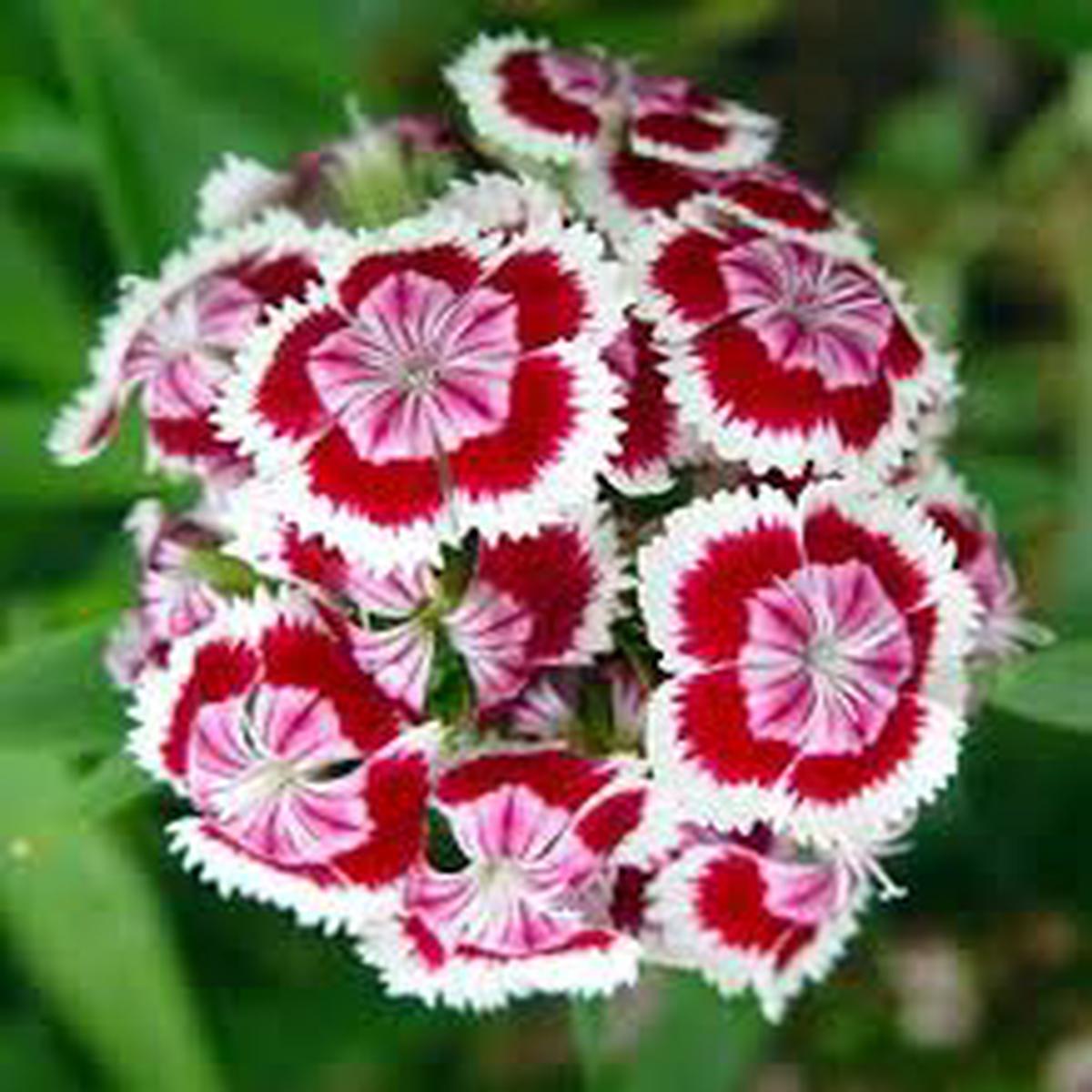 Pink White Dianthus Barbatus Flower Seeds for Planting Vibrant Colors, Heirloom, Non-GMO, High Germination Organic Garden Seeds