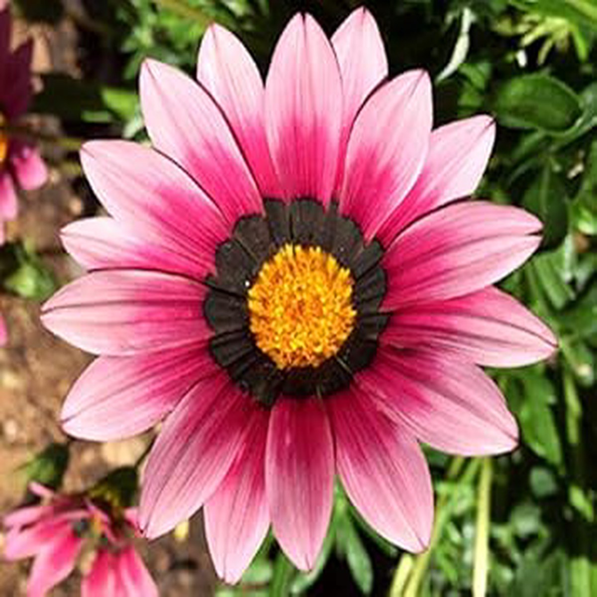 Pink White Gazania Seeds for Planting Organic Heirloom Non-GMO High Germination Flower Seeds