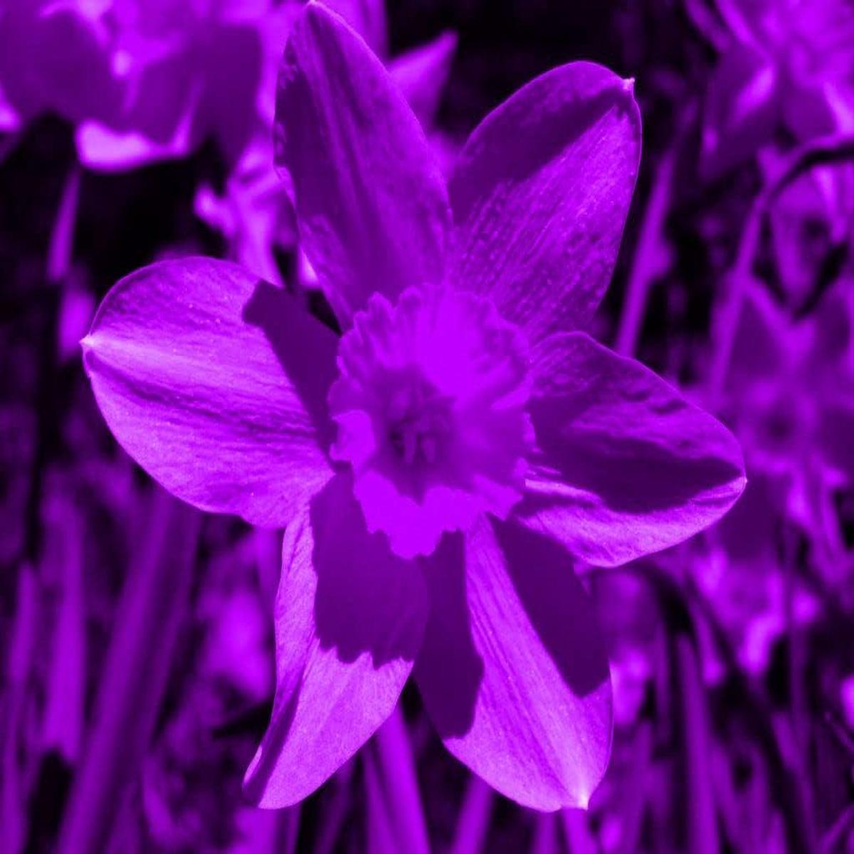 Purple Daffodils Flower Seeds Heirloom Non-GMO, High Germination Organic Garden Seeds for Vibrant Planting