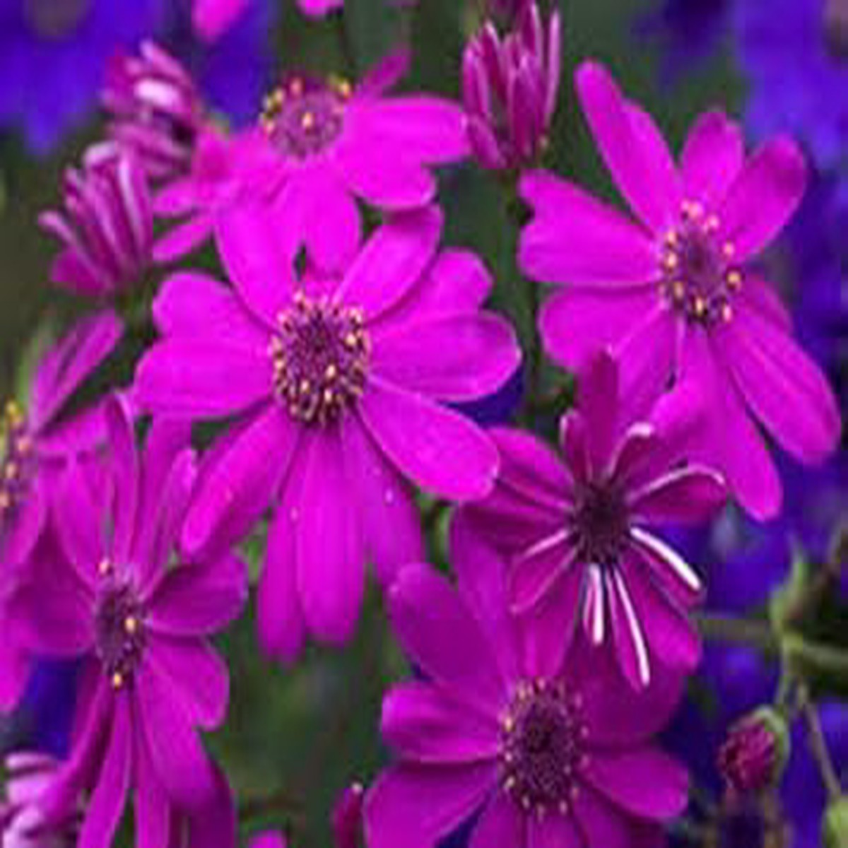 Purple Florists Cineraria Flower Flower Seeds for Home Garden Planting, Decorative Organic Blooming