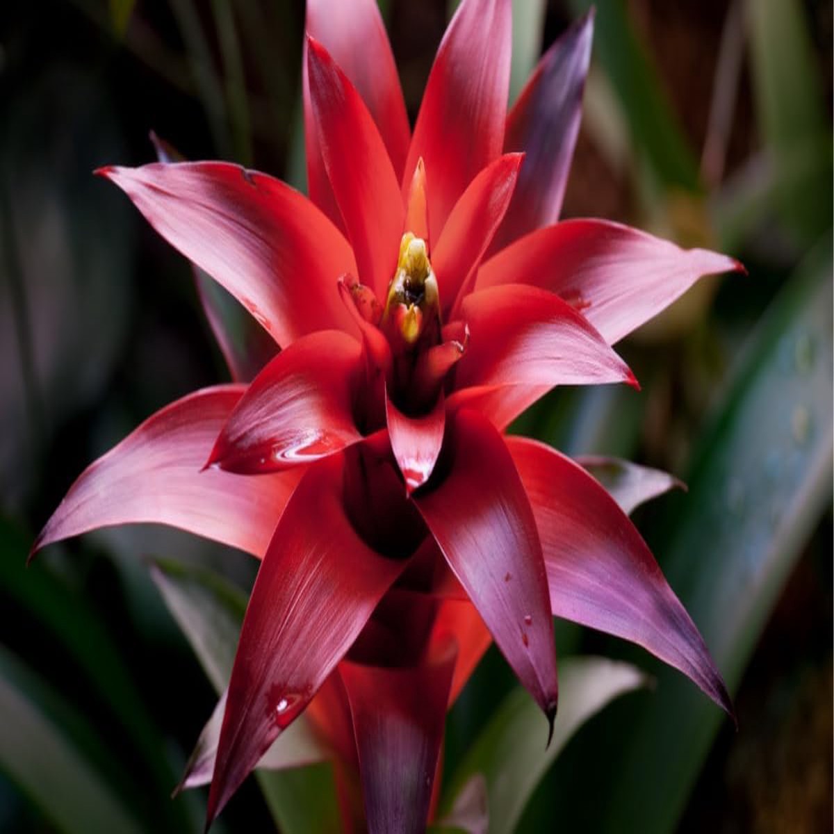 Red Bromeliad Plant For Planting Flower Seeds for Home Garden Planting, Fragrant Organic Blooming