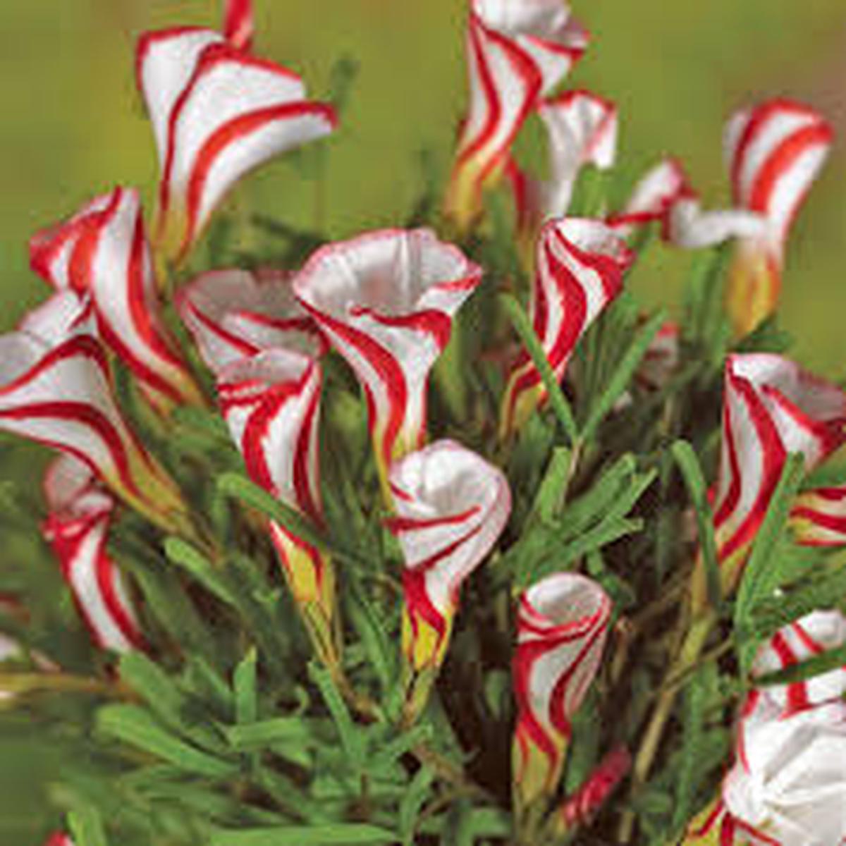 Red Oxalis Flower Seeds for Planting Heirloom NonGMO Organic Garden Seeds Perfect for Borders Sale
