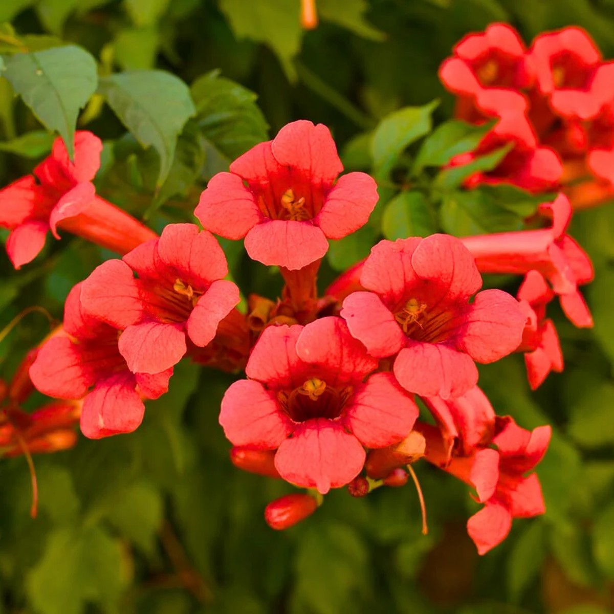 Red Trumpet Vine (Campsis radicans) Flower Seeds for Planting Heirloom, Non-GMO, Pollinator-Friendly, Climbing Vine