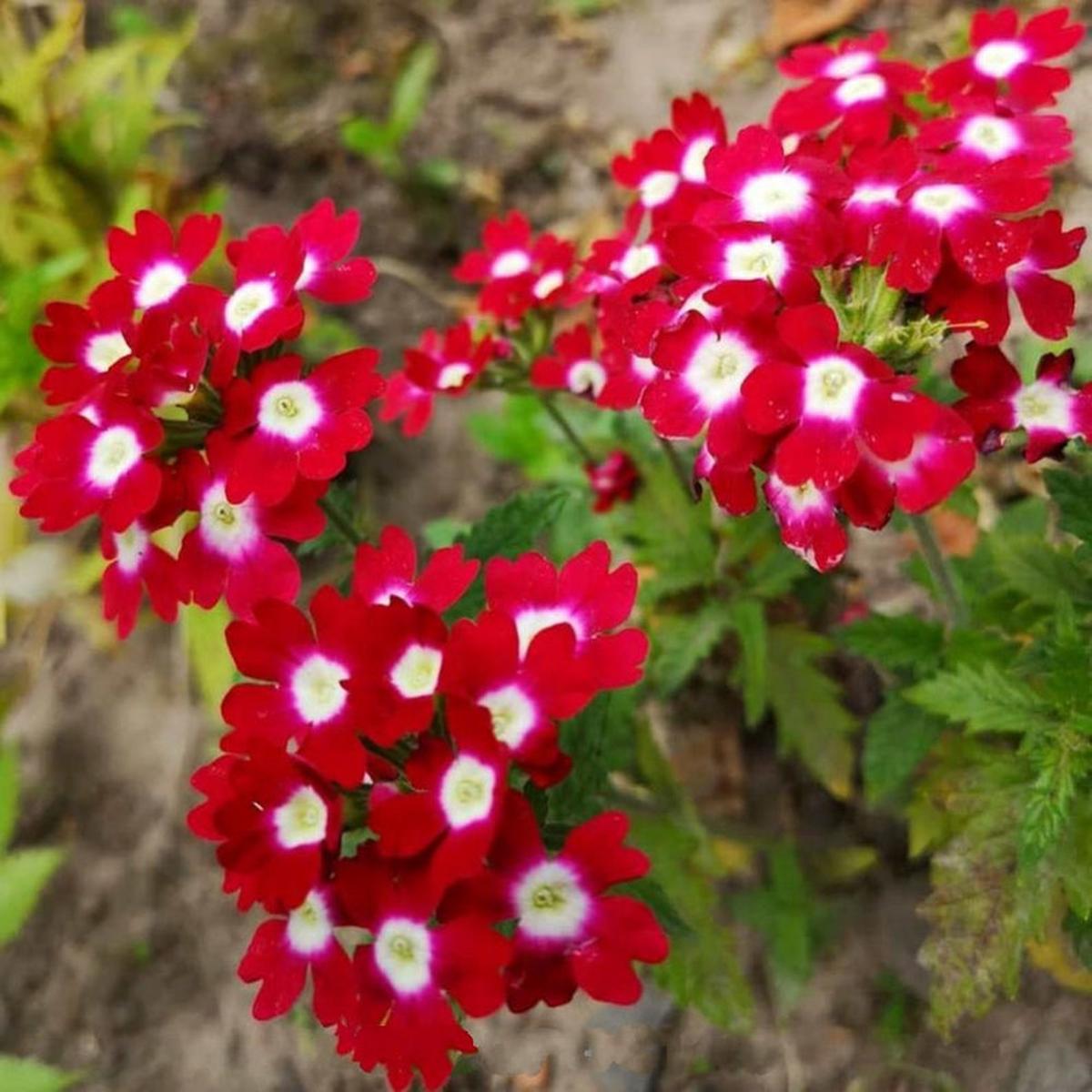 Red Verbena Flower seeds for Planting Perfect for Borders Heirloom & GMO Free Seeds for Home Garden Sale