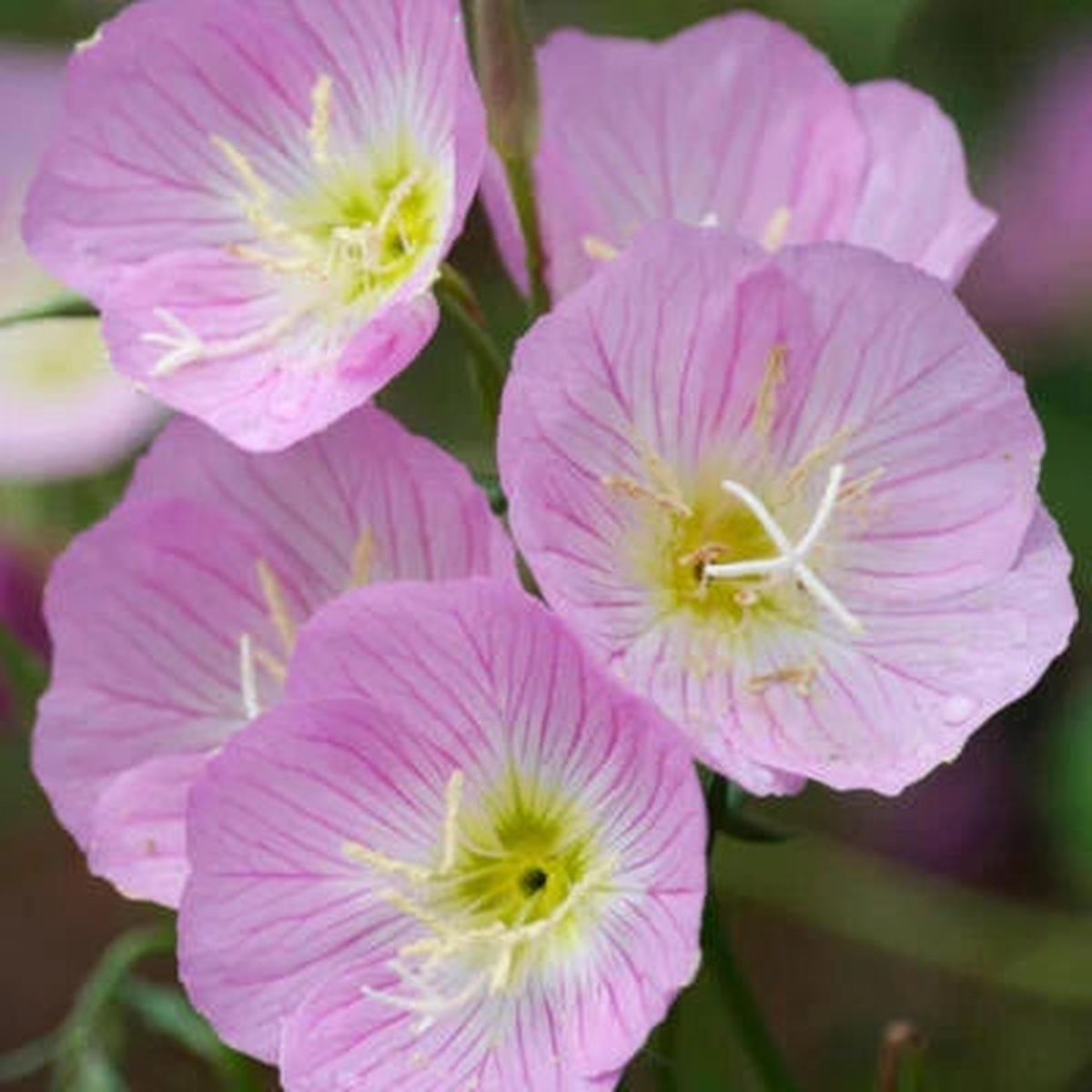 Showy Evening Primrose Seeds for Planting Non-GMO Seed Store Heirloom, Drought-Tolerant, Perennial