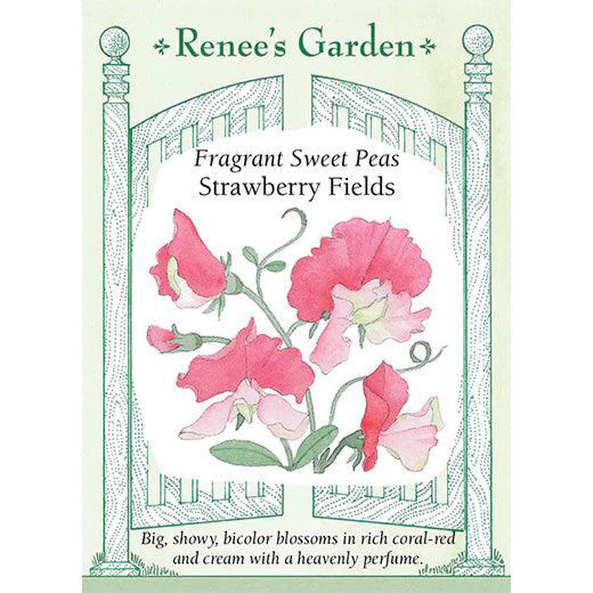 Strawberry Fields Sweet Pea