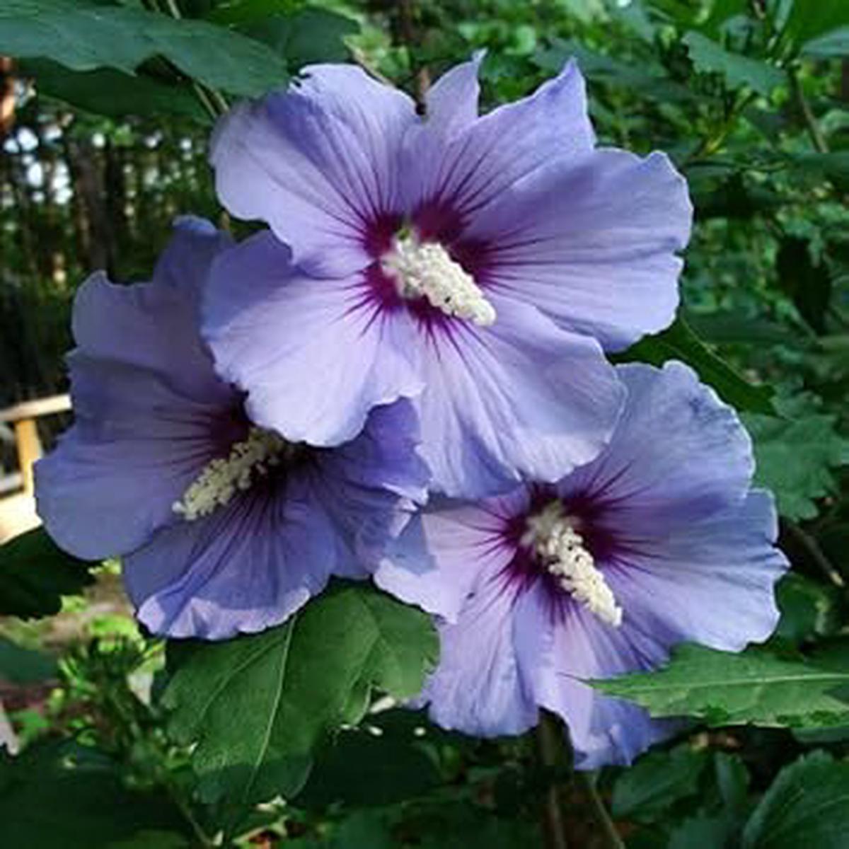 Violet Hibiscus Flower seeds for Planting - Pollinator Friendly, Heirloom & GMO Free Seeds for Home Garden