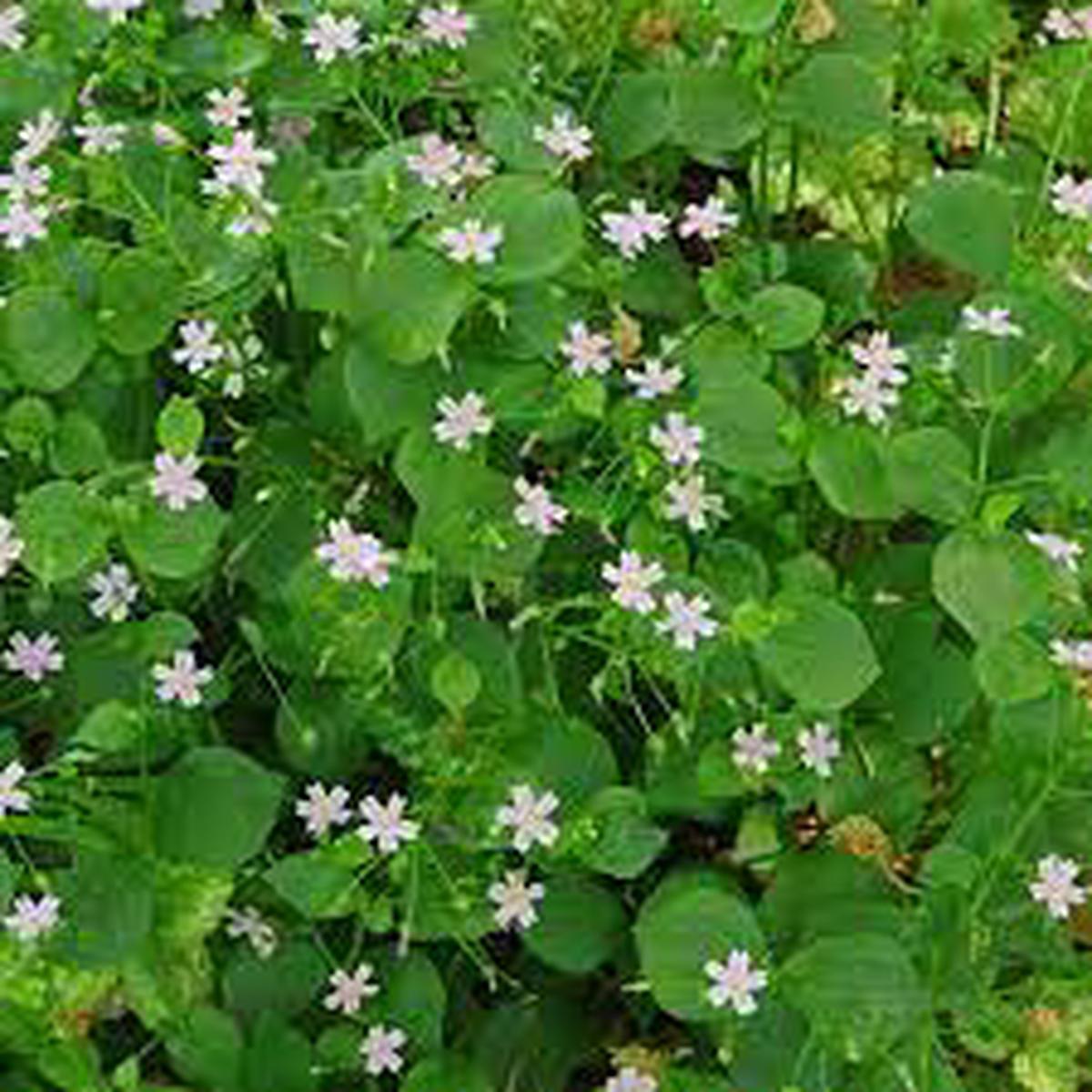 White Claytonia sibirica Non-GMO Heirloom Flower Seeds for Planting