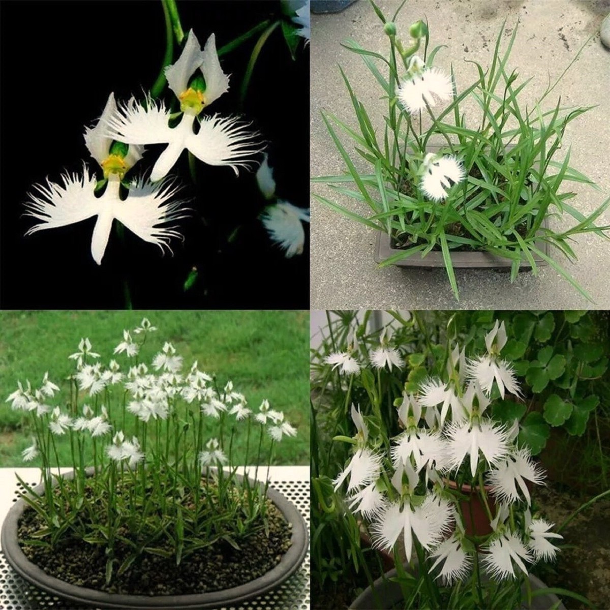 White Japanese Radiata Egret Orchid For Garden Home Planting Flower Seeds for Home Garden Planting,