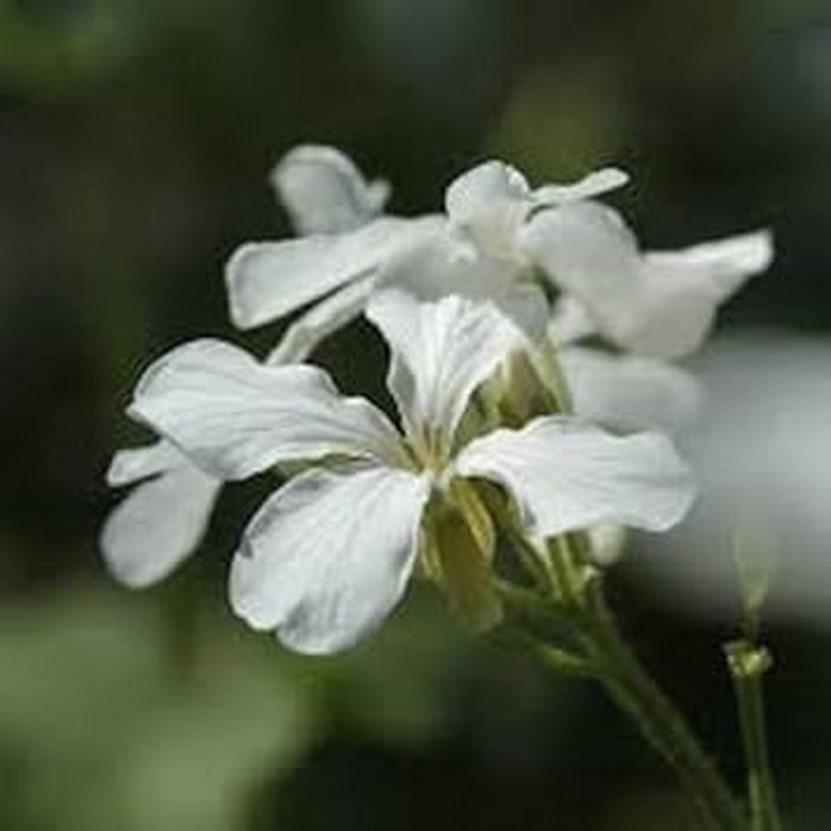 White Lunaria Biennis Flower seeds for Planting - Shade Tolerant, Heirloom & GMO Free Seeds for Home Garden