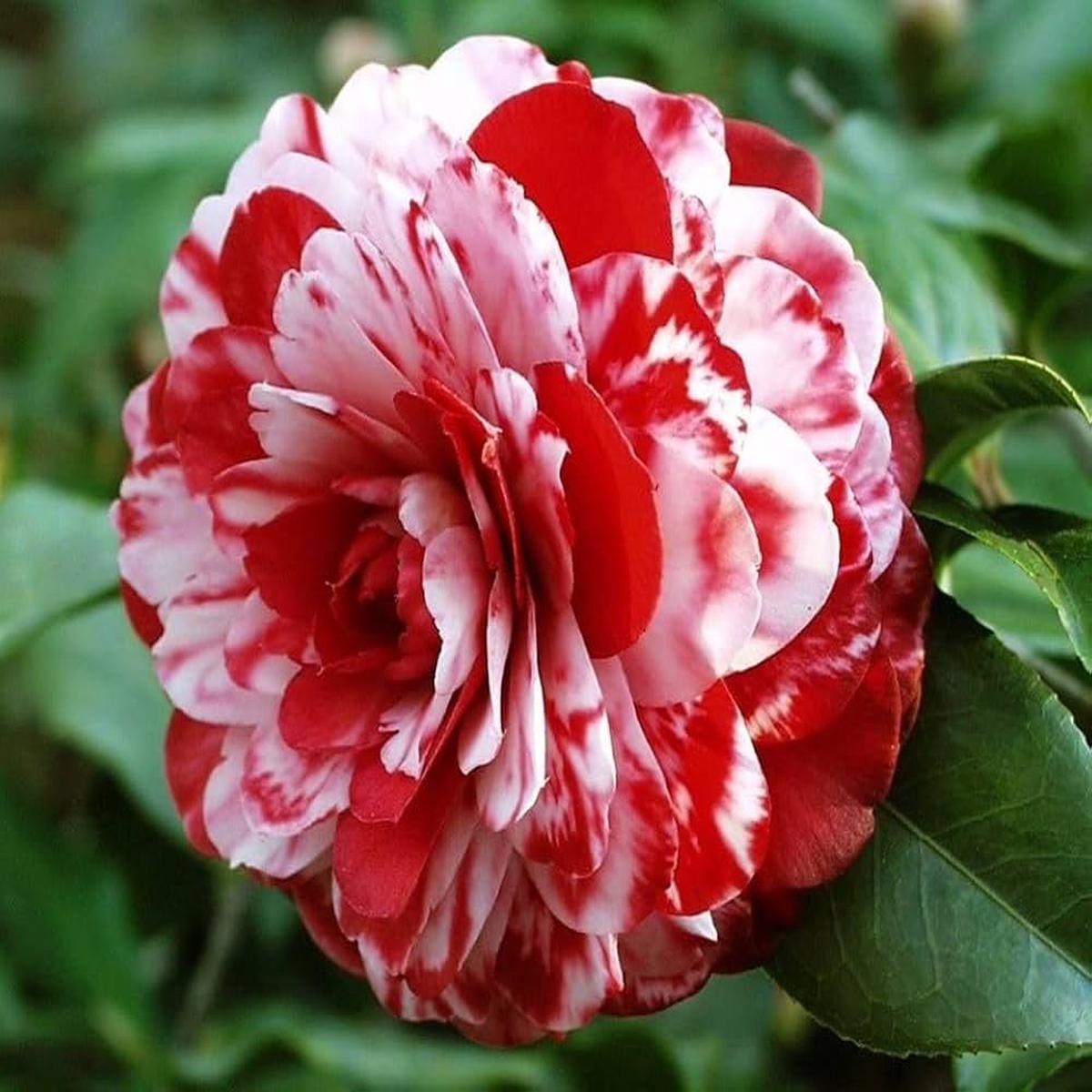 White Red Camellia Flower Seeds for Planting Heirloom, Non-GMO, High Germination