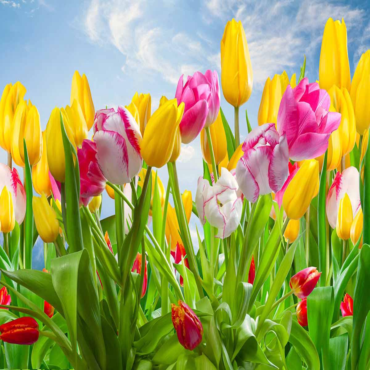 Yellow & Blue Tulip Flower Seeds for Planting