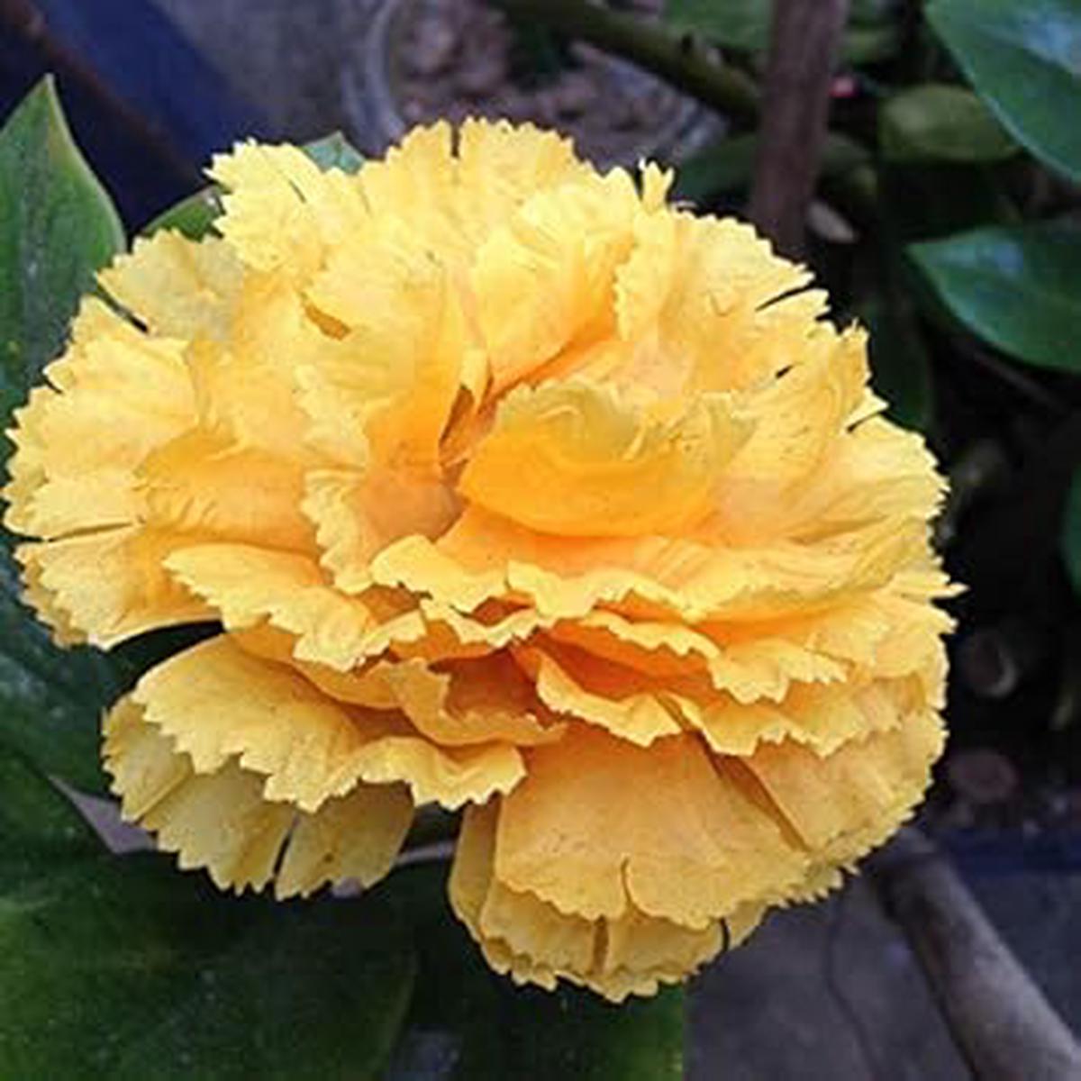 Yellow Dianthus Flower Seeds for Planting Vibrant, Long-Blooming Garden Flowers