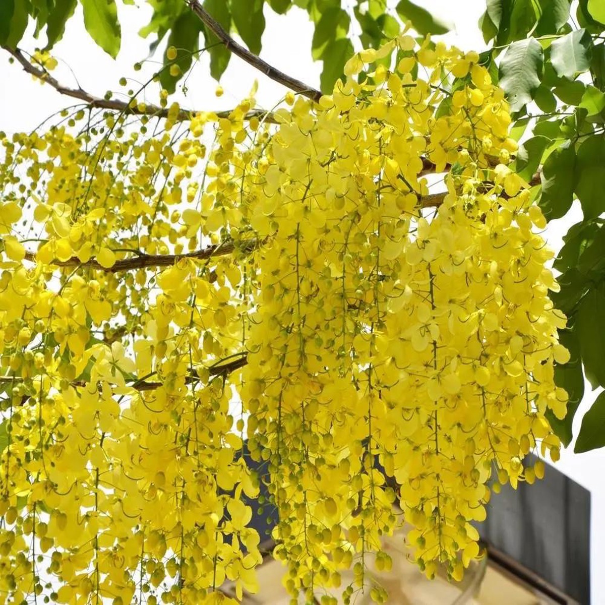 Yellow Laburnum Heirloom Non Gmo Flower For Planting Flower Seeds for Home Garden Planting, Vibrant
