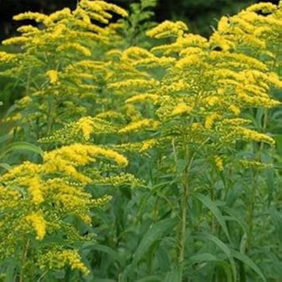 Yellow Solidago Flower seeds for Planting - Hardy Variety, Heirloom & GMO Free Seeds for Home Garden