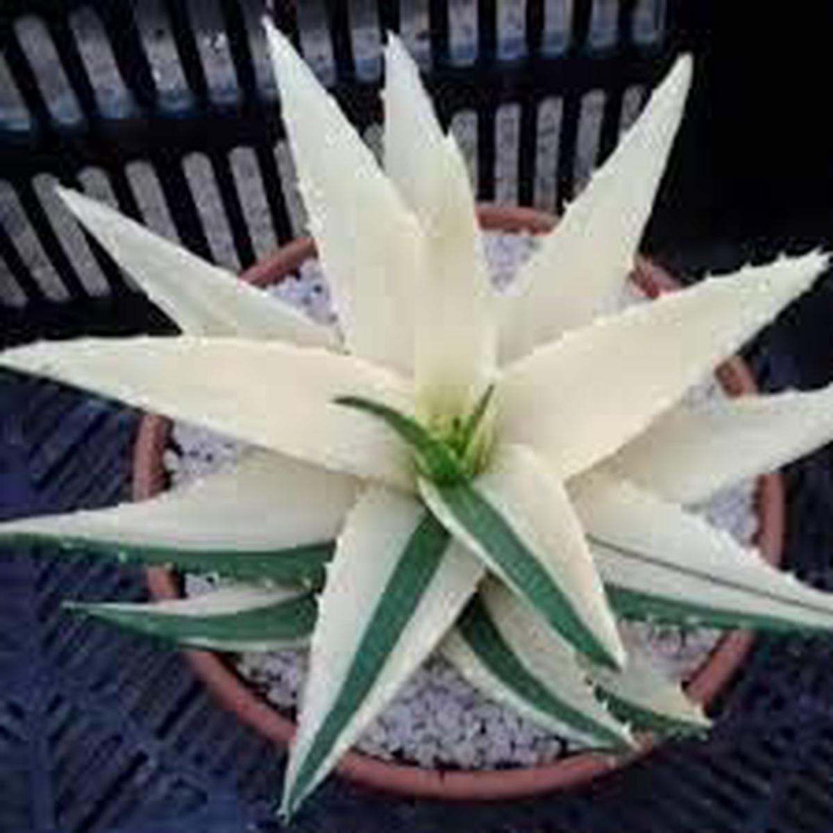 Aloe Vera White Green Plant Seeds for Planting Heirloom, Non-GMO, High Germination Organic Garden Seeds