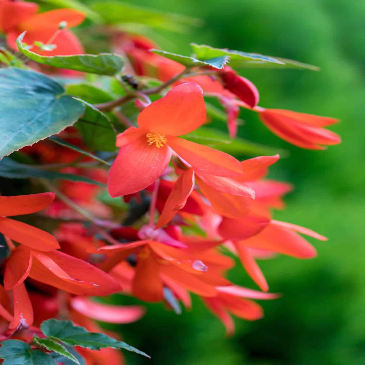 Boliviensis Flower Seeds for Planting Cut Flower Favorite Heirloom Non-GMO Organic Garden Seeds