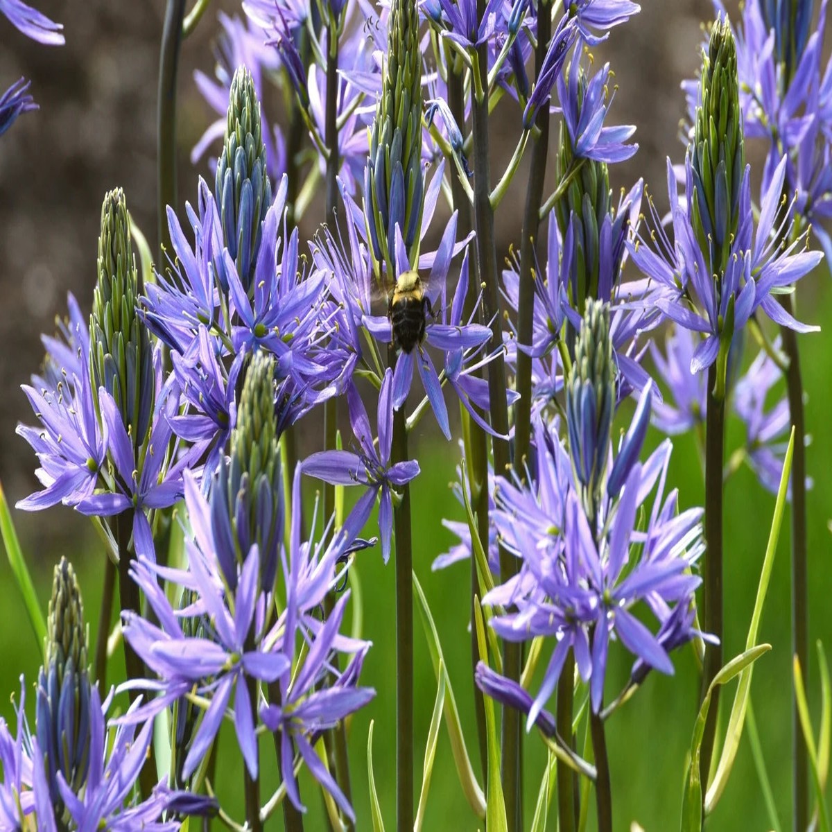 Camassia Flower Heirloom Non Gmo For Planting Flower Seeds for Home Garden Planting, Blooming