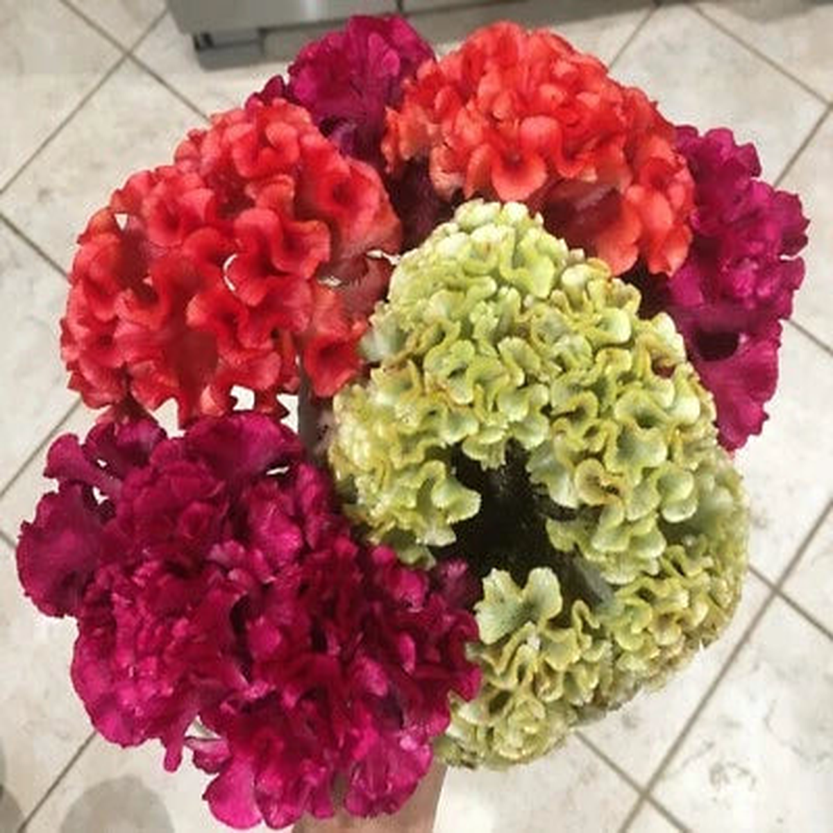 Celosia Cristata Mix seeds Cockscomb seeds organic Free SH Heirloom, Non-GMO