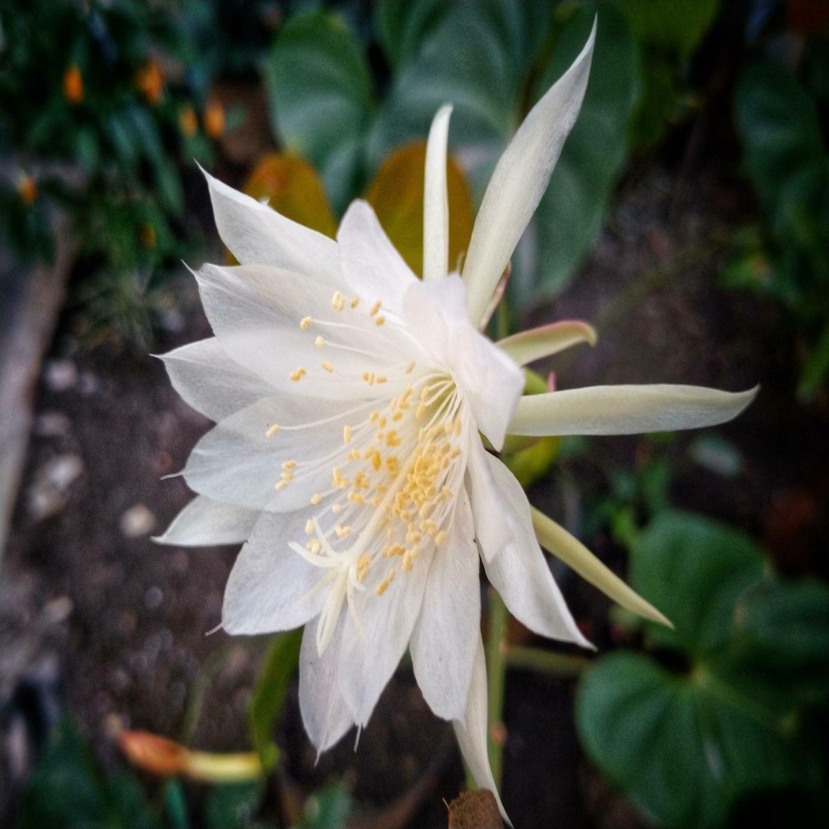 Cereus Flower seeds for Planting - Perfect for Borders, Heirloom & GMO Free Seeds for Home Garden