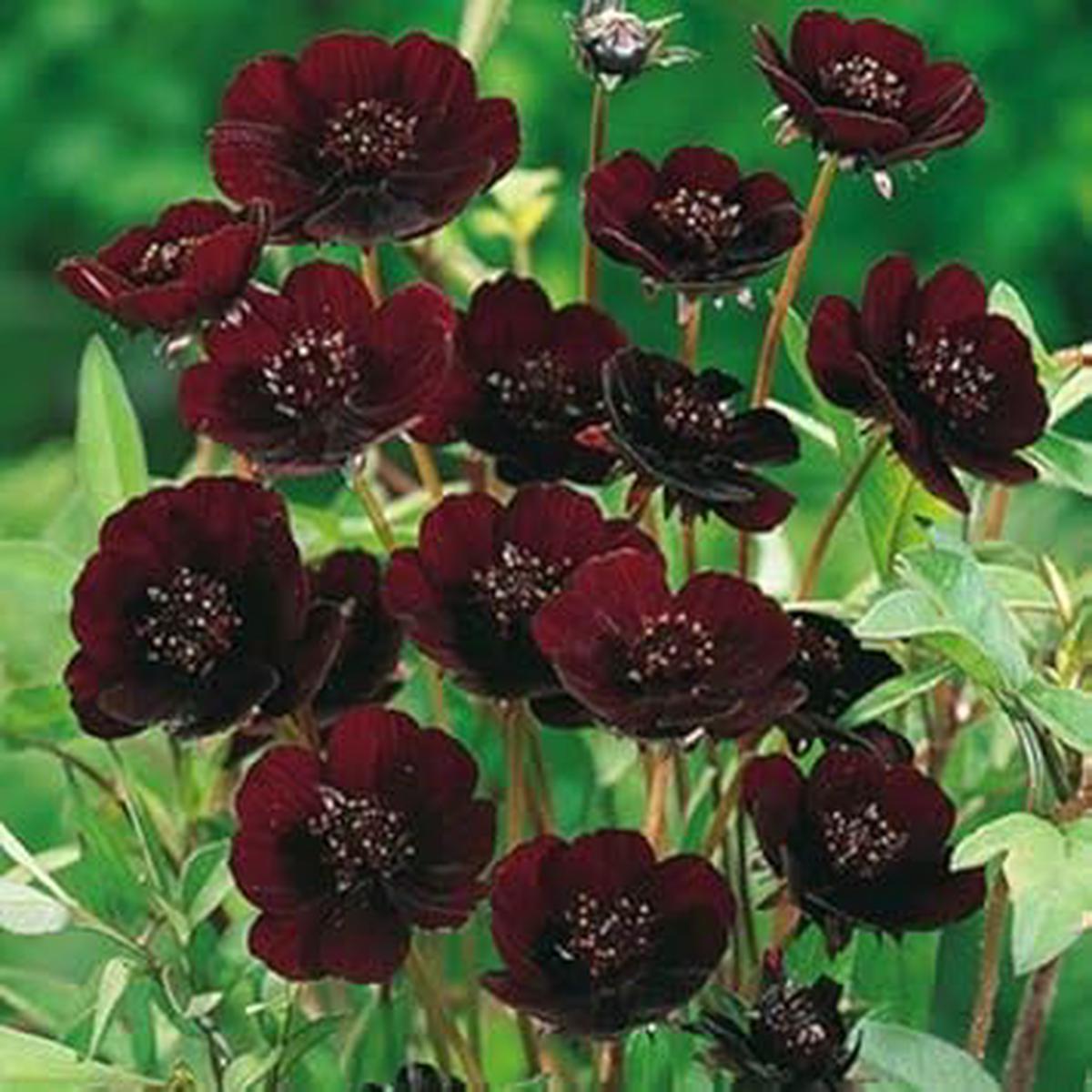 Chocolate Clematis Flower Seeds for Planting Heirloom Non-GMO High Germination Organic Garden Seeds