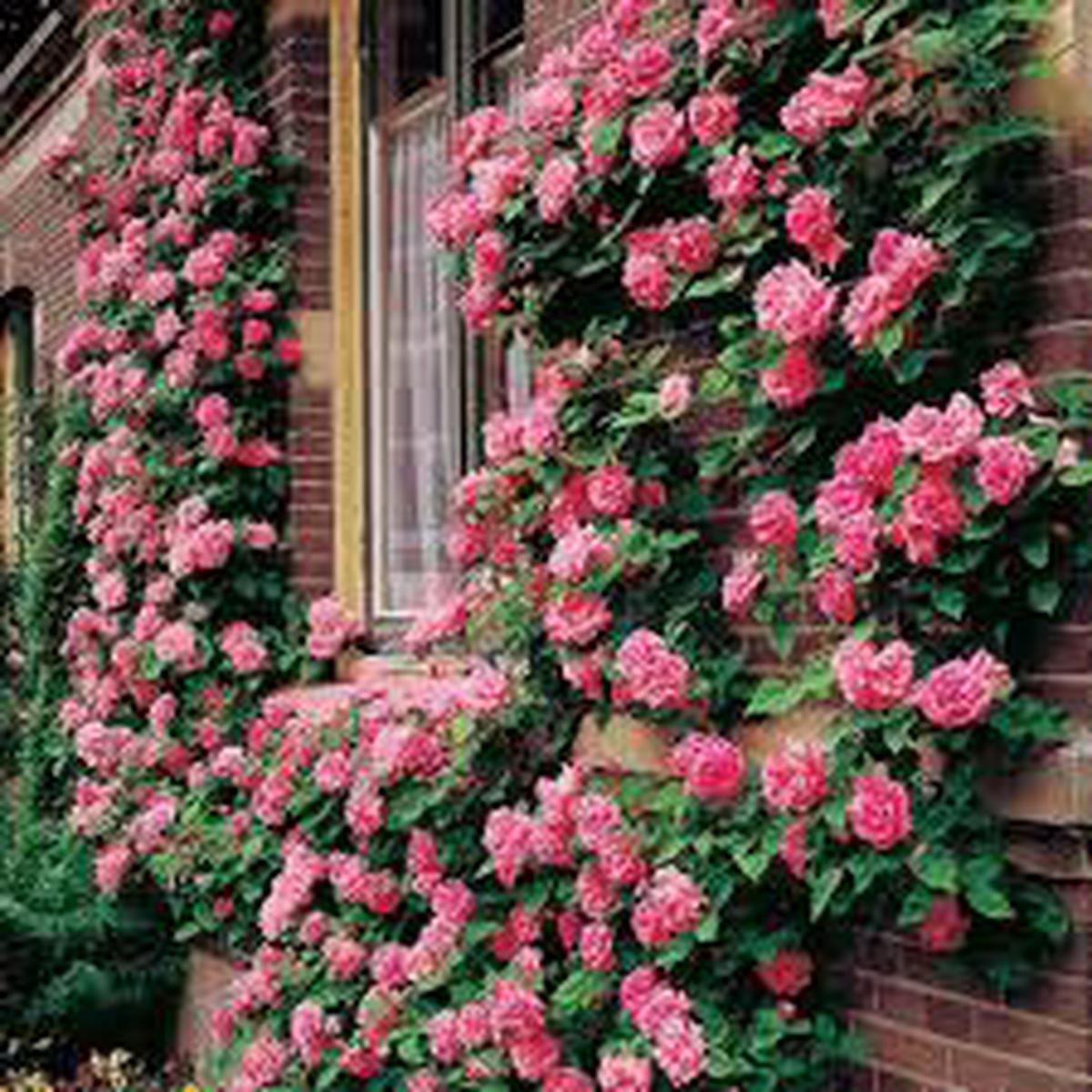 Climbing Rose Flower Seeds Light Pink Heirloom NonGMO Seeds for Planting, High Germination Organic Garden Seeds