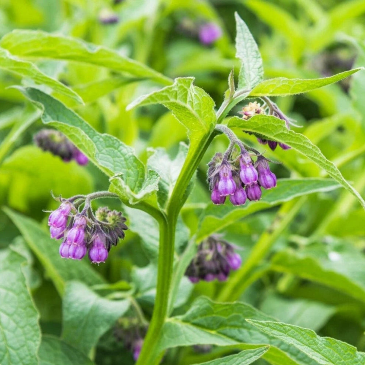 Comfrey - Seeds - Medicinal Herb - GMO Symphytum Officinale Heirloom, Non-GMO, High Germination Organic Garden Seeds