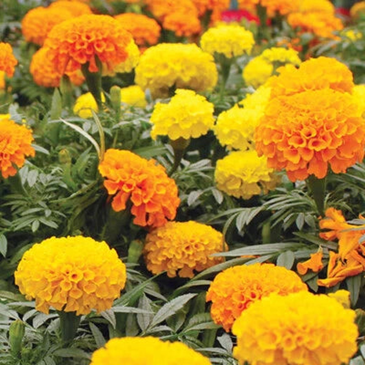 CrackerJack Mix Marigold Seeds for Planting Heirloom Flower Seeds for Planting , Non-GMO, Easy to Grow, Annual Blooms