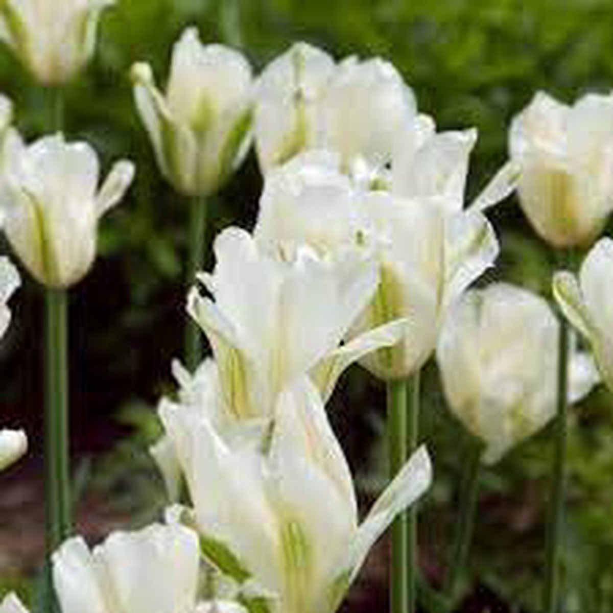 Dark Gray Tulip Flower Seeds for Planting Heirloom, Non-GMO Tulip Bulbs, High Germination Organic Garden Seeds