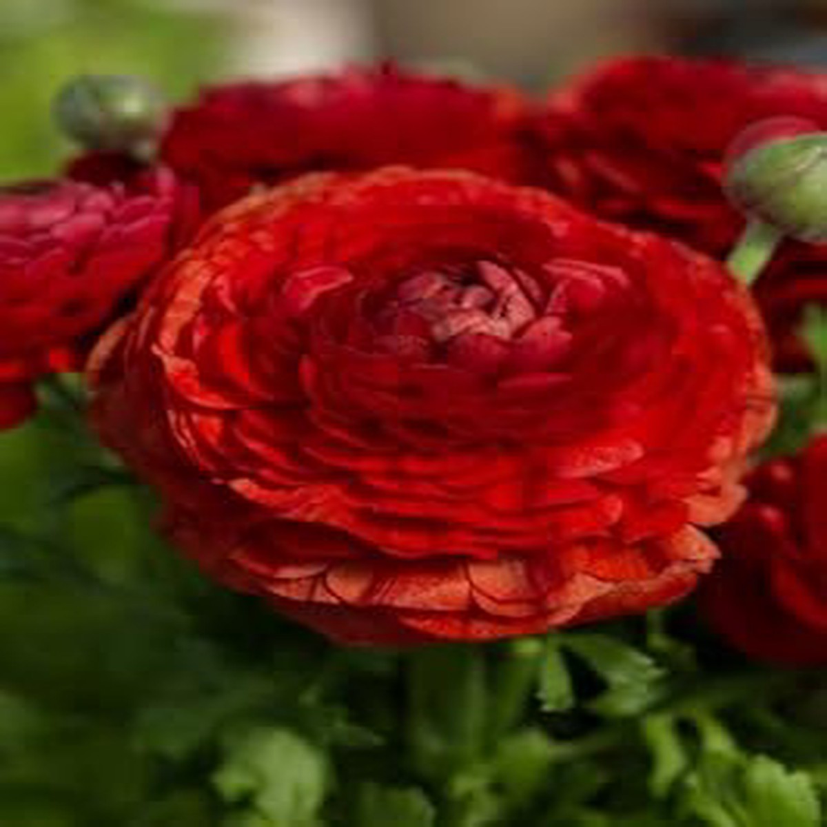 Deep Red Ranunculus Flower seeds for Planting - Seasonal Bloomer, Heirloom & GMO Free Seeds for Home Garden