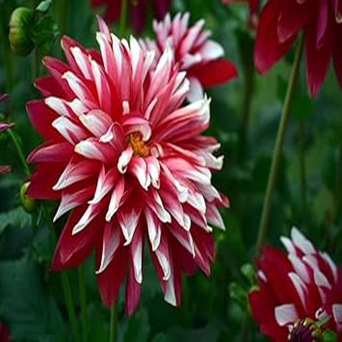 Deep Red White Chrysanthemum Flower Seeds for Planting - NON GMO Seeds