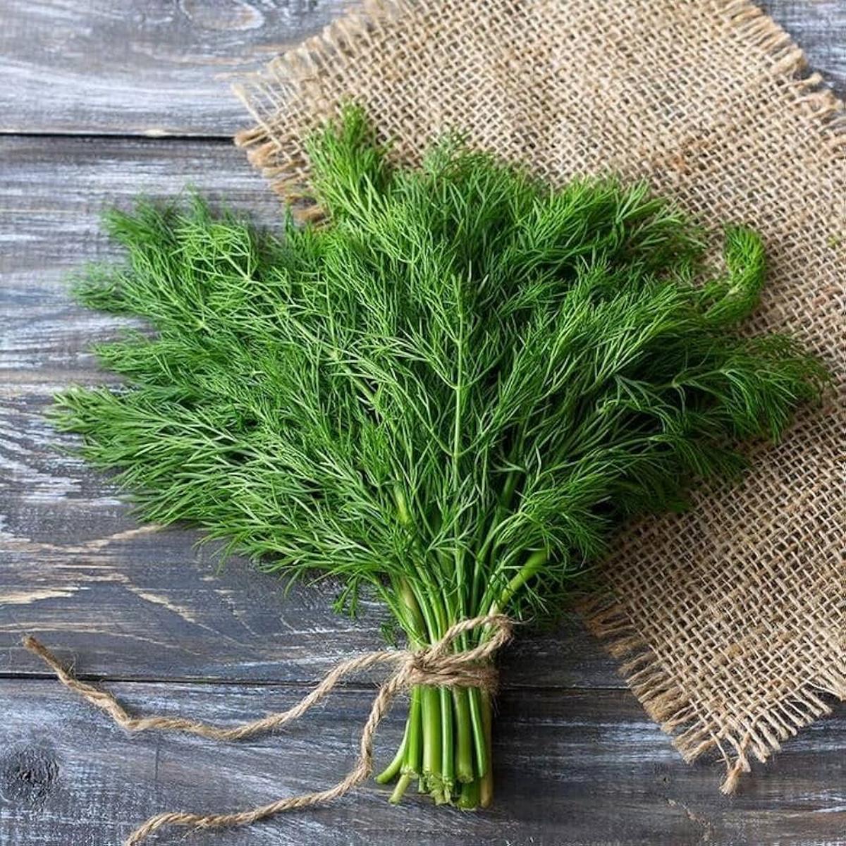 Fragrant Herb Dill Edible Flower Seeds ( ) GroCo