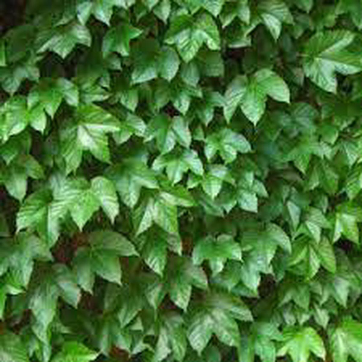 Green Boston Ivy Plant Seeds for Planting-Heirloom & Non-GMO Seeds for planting