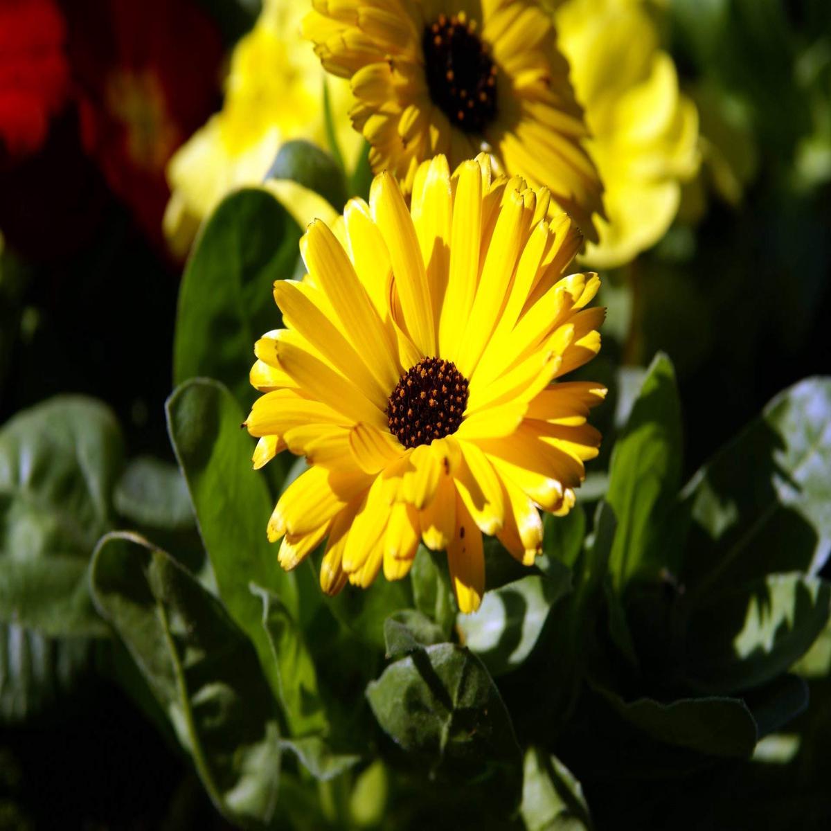 Green Gulsarfi Calendula Flower Go Garden Flower Seeds Home Garden Planting, Vibrant