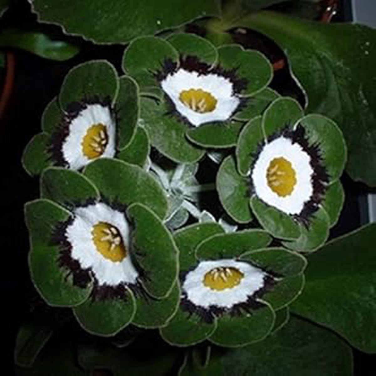 Green White Primrose Flower Seeds for Planting | Heirloom Non-GMO High Germination Organic Garden Seeds