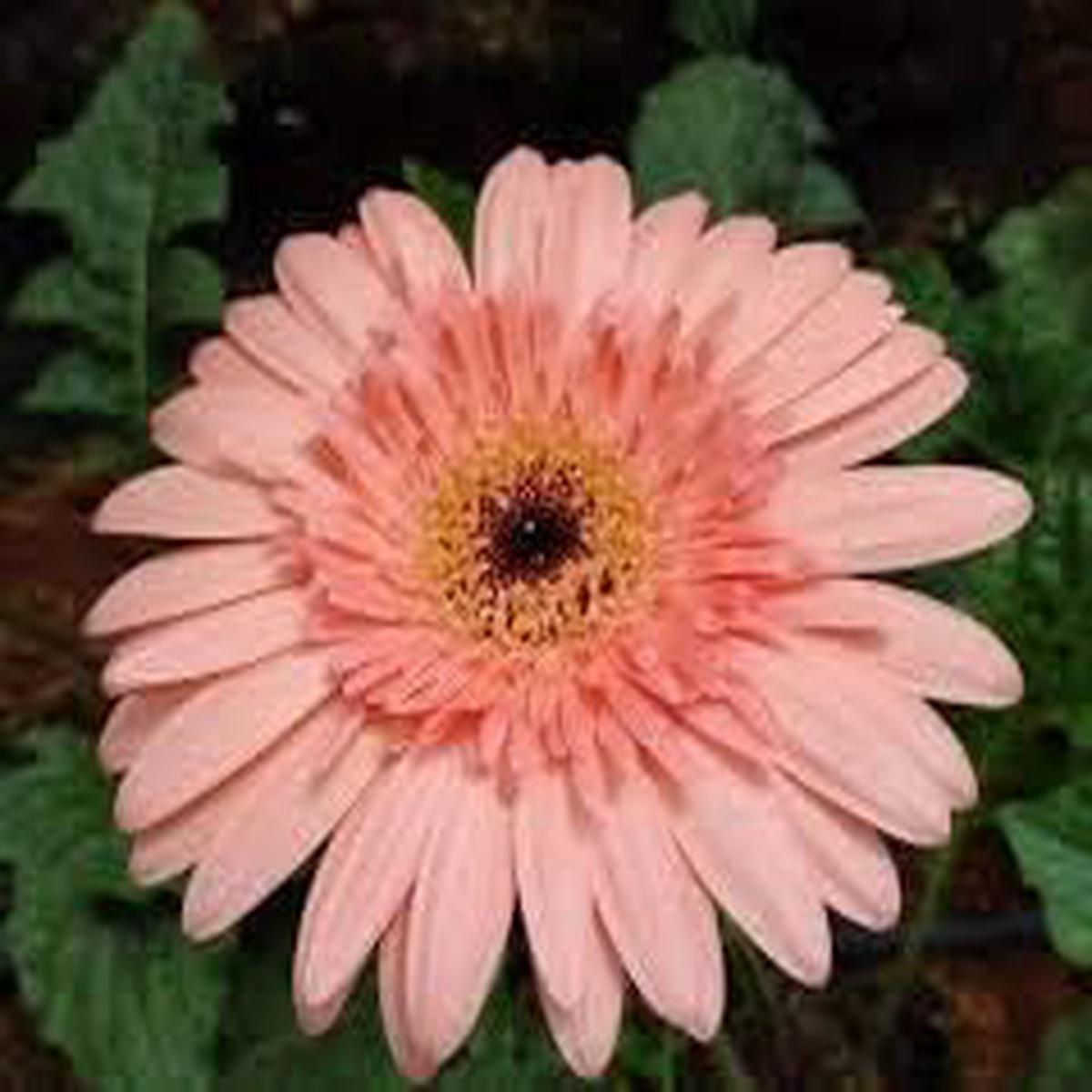 Heart Flower Seeds for Planting Pink & White | Heirloom Non-GMO Wildflower Mix for Home Garden